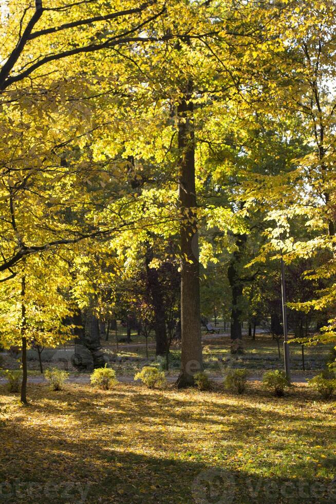 Autumn park. Yellow foliage. Beautiful and peaceful place. Autumn landscape. photo