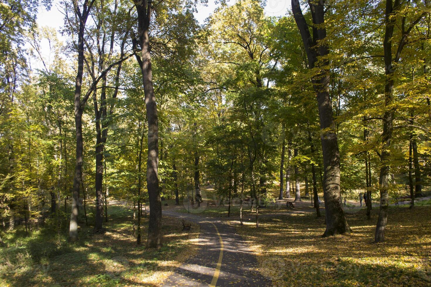 otoño parque. amarillo follaje. hermosa y pacífico lugar. otoño paisaje. foto