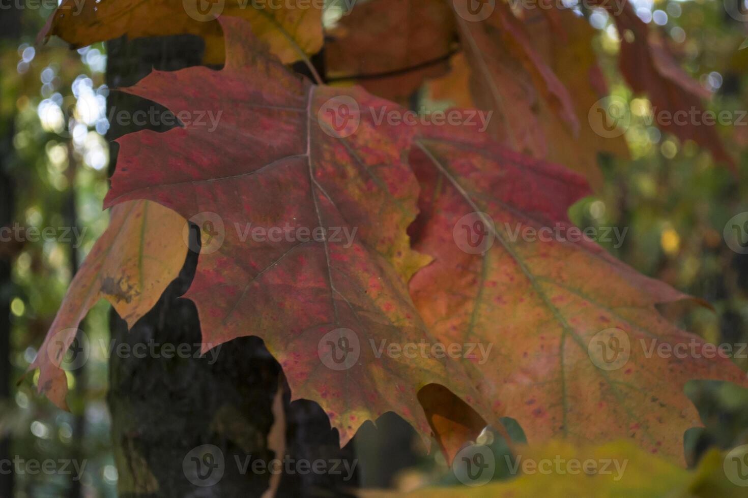 The oak leaves at autumn park, close up. Beautiful autumn background. photo