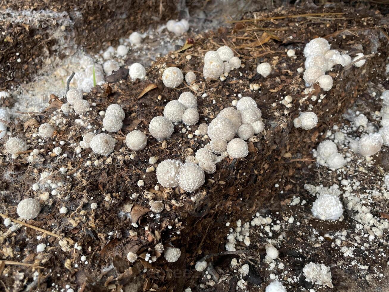 Mushrooms and fungi on the surface of leaf remains. photo