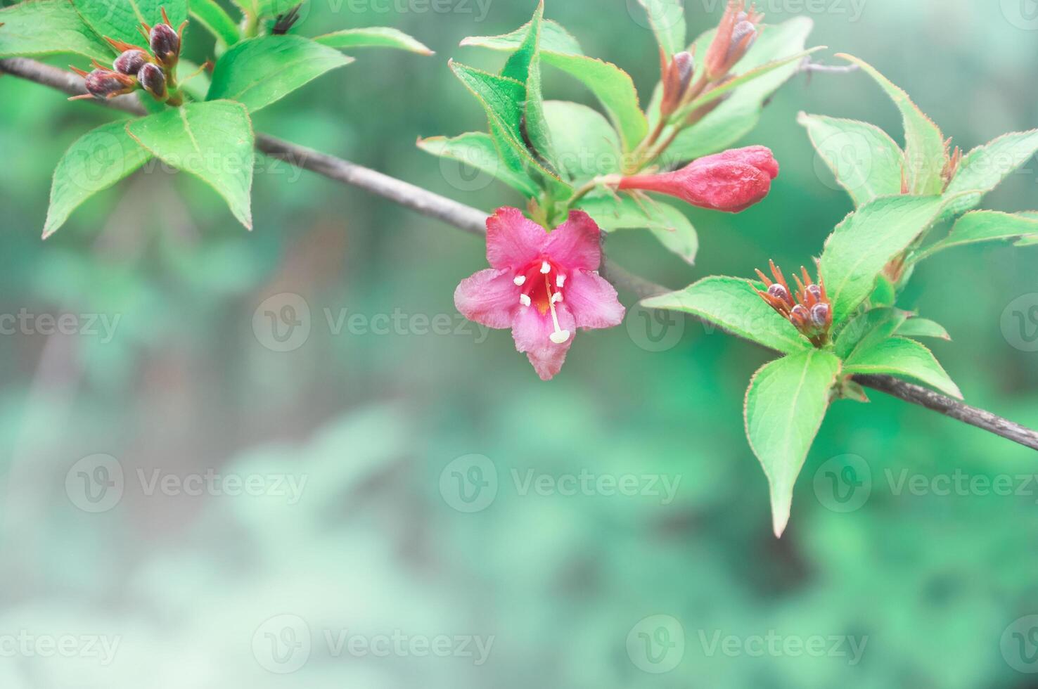 Spring background with blooming pink tree twig. photo