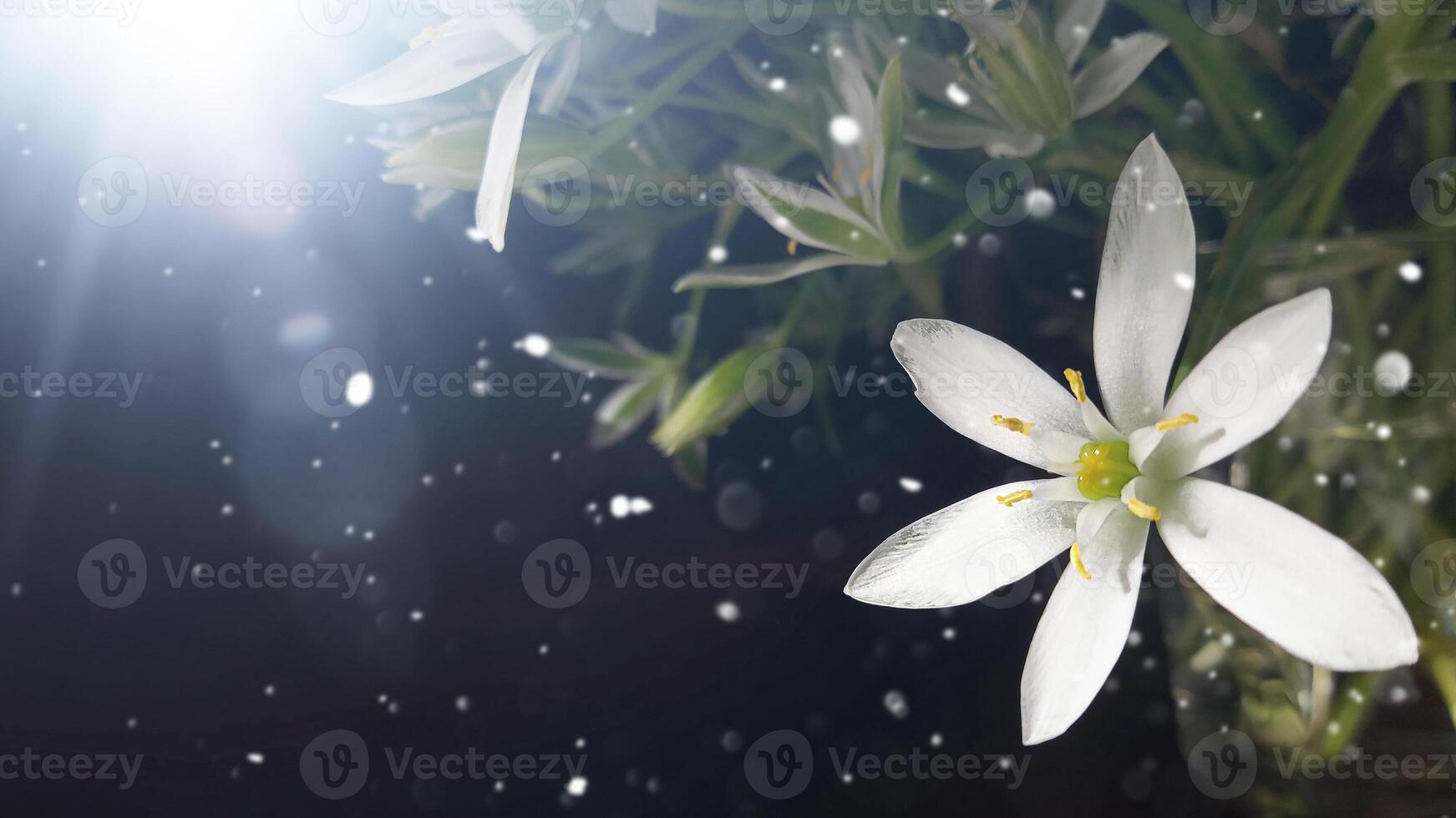 White flowers of the asterisk ornithogalum in the rays of the sun. garden star of Bethlehem, grass lily, nap at noon, eleven oclock lady photo