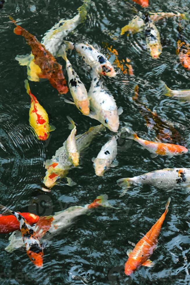 background with koi carps in a pond on a sunny day. photo