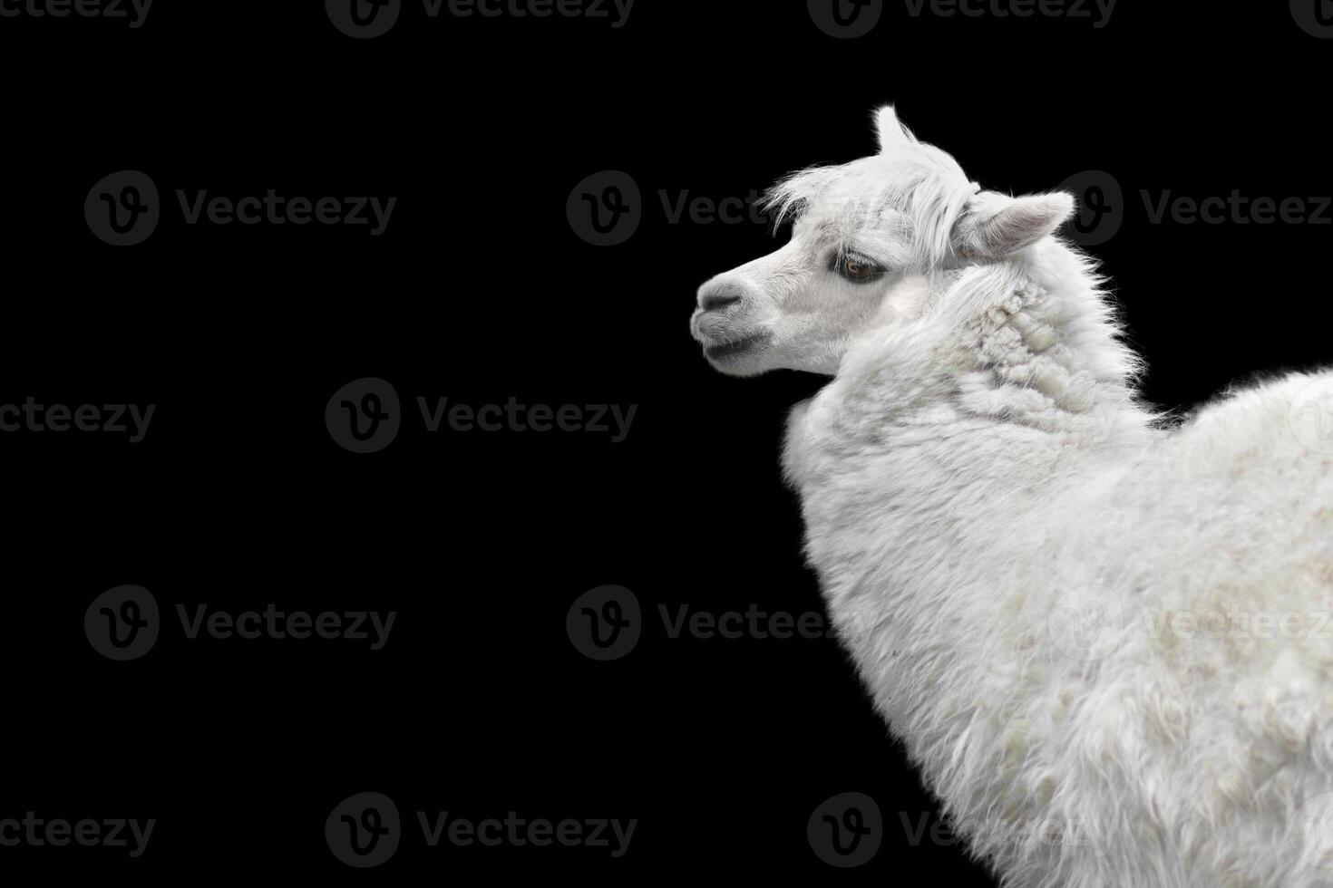 White alpaca llama isolated on black background. animal standing sideways photo