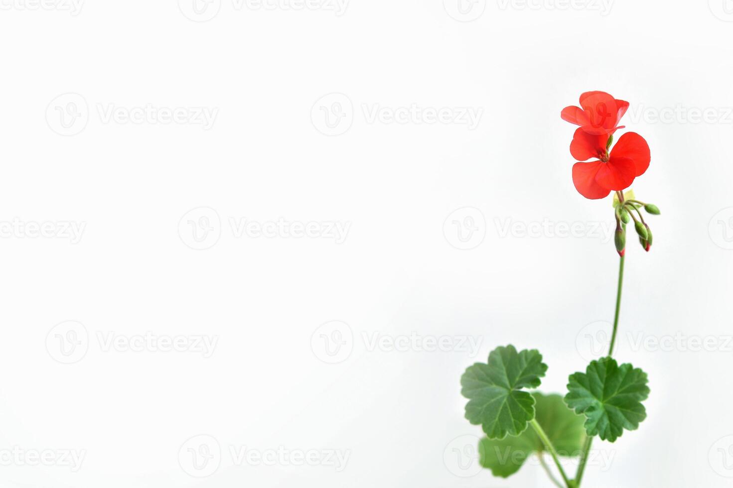 Red geranium flower with three leaves. Minimalism. photo
