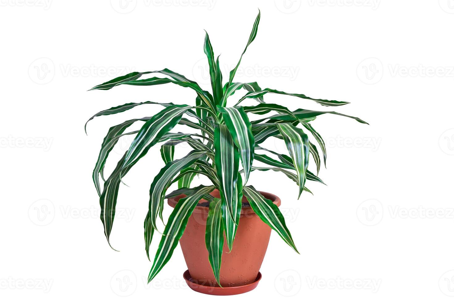 Dracaena with striped leaves isolated on white background. Indoor plant in a pot. Palm tree for decoration. Design element. Clipart photo