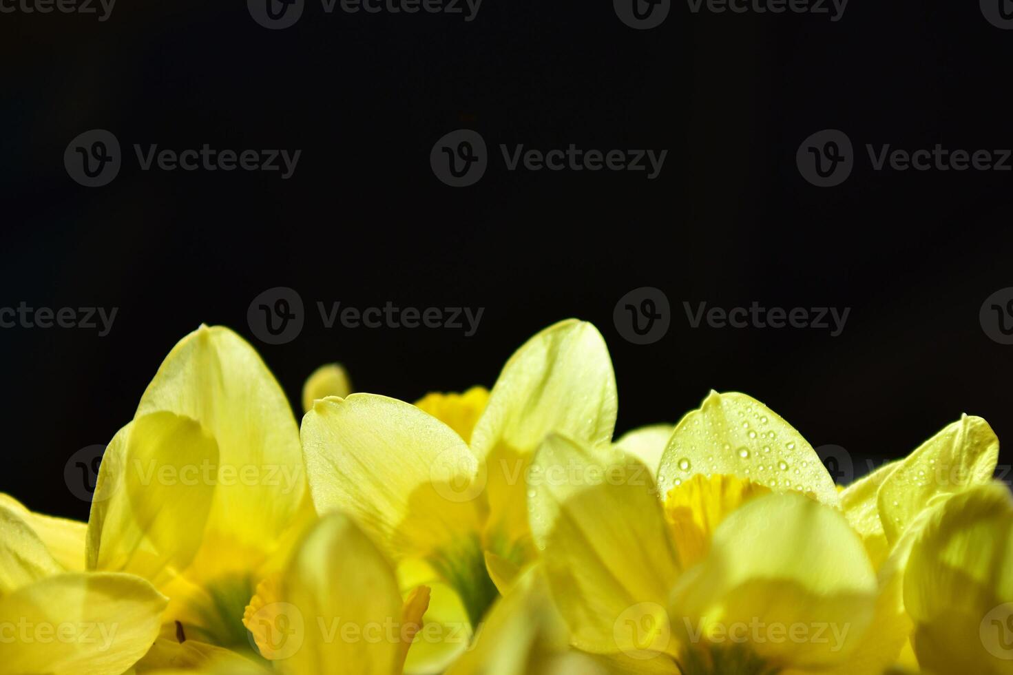 amarillo narcisos cerca arriba con Rocío gotas en pétalos en negro antecedentes foto