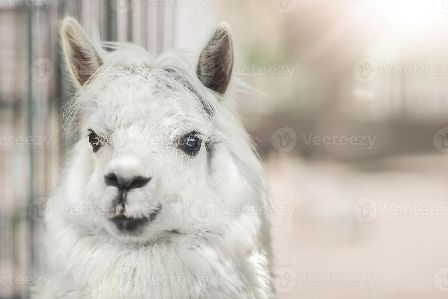 Funny white alpaca llama on beige background with sunlight photo