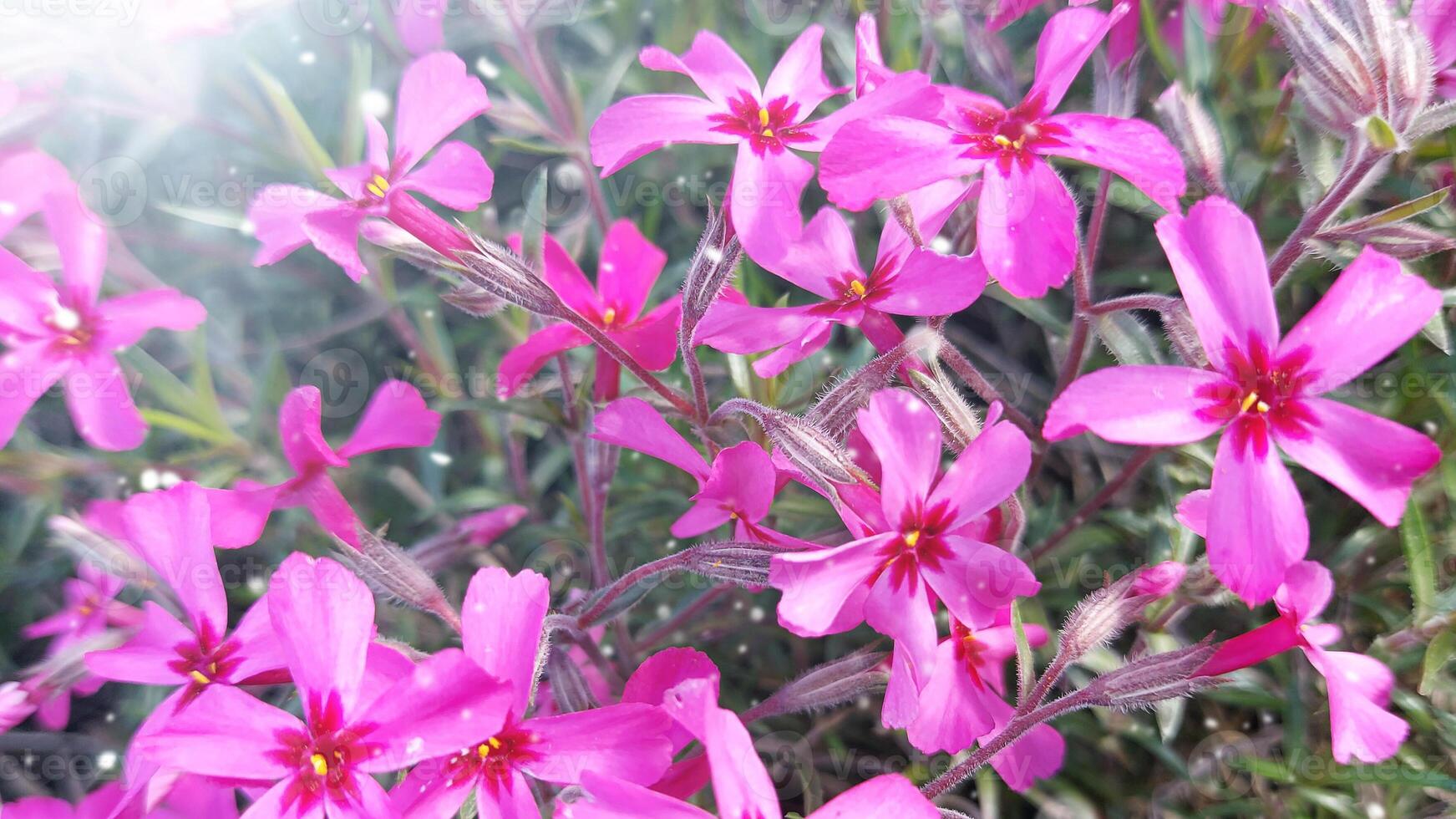 primavera antecedentes con rosado flox subular flores hermosa antecedentes. musgo flox, musgo rosa, montaña flox o progresivo flox foto