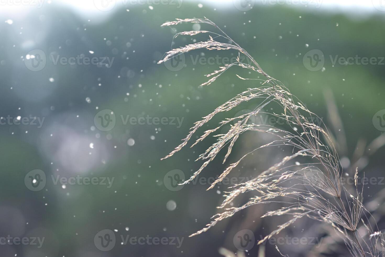 a spike of grass in the sun rays. Field herbs photo