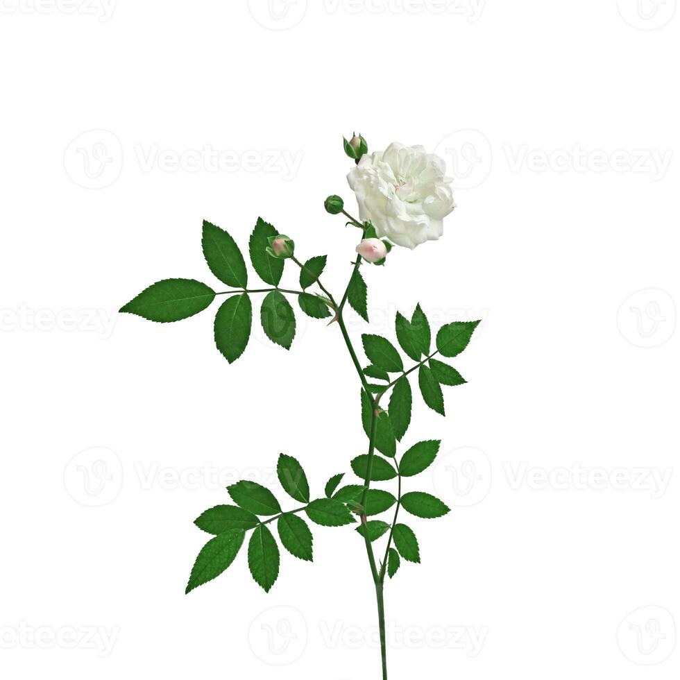 A sprig of a white rose with a flower and buds and with green leaves isolated on a white background. Element for design. photo