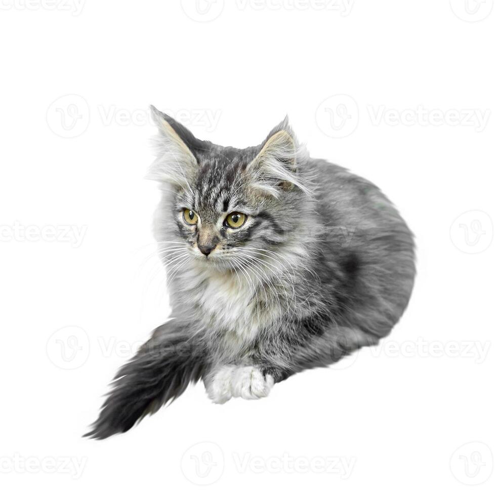little gray fluffy kitten isolated on white background.  Clipart.  Design element photo