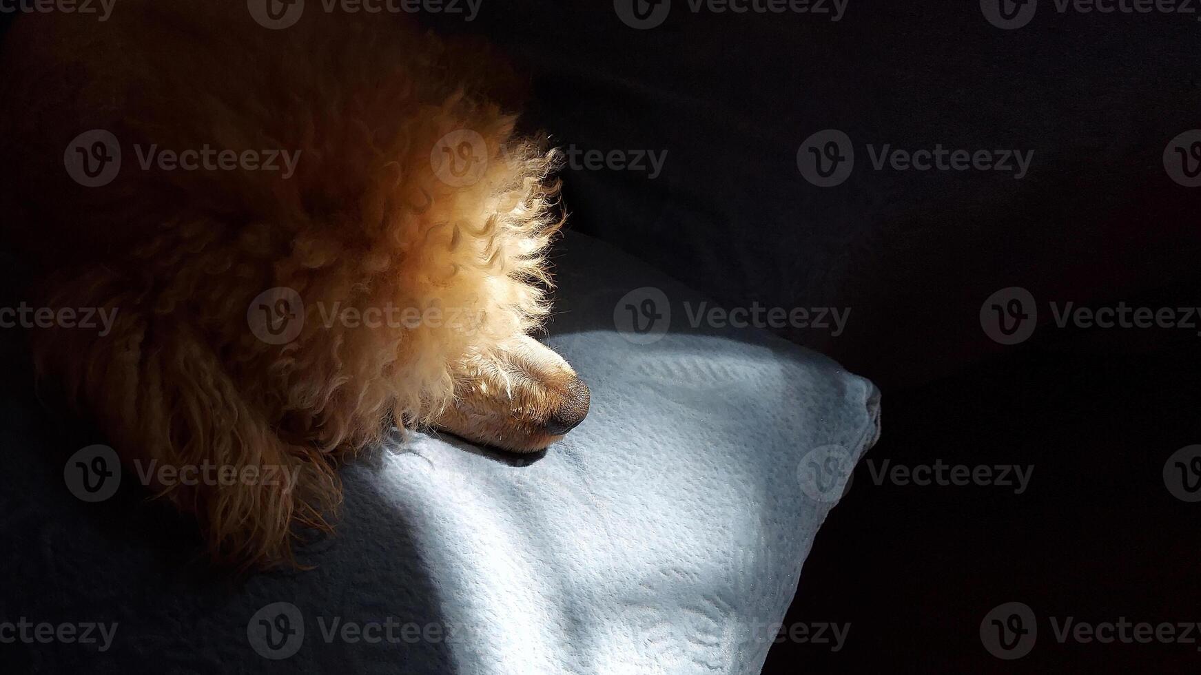 banner with a dog sleeping in the sun. Red poodle on a dark background. photo