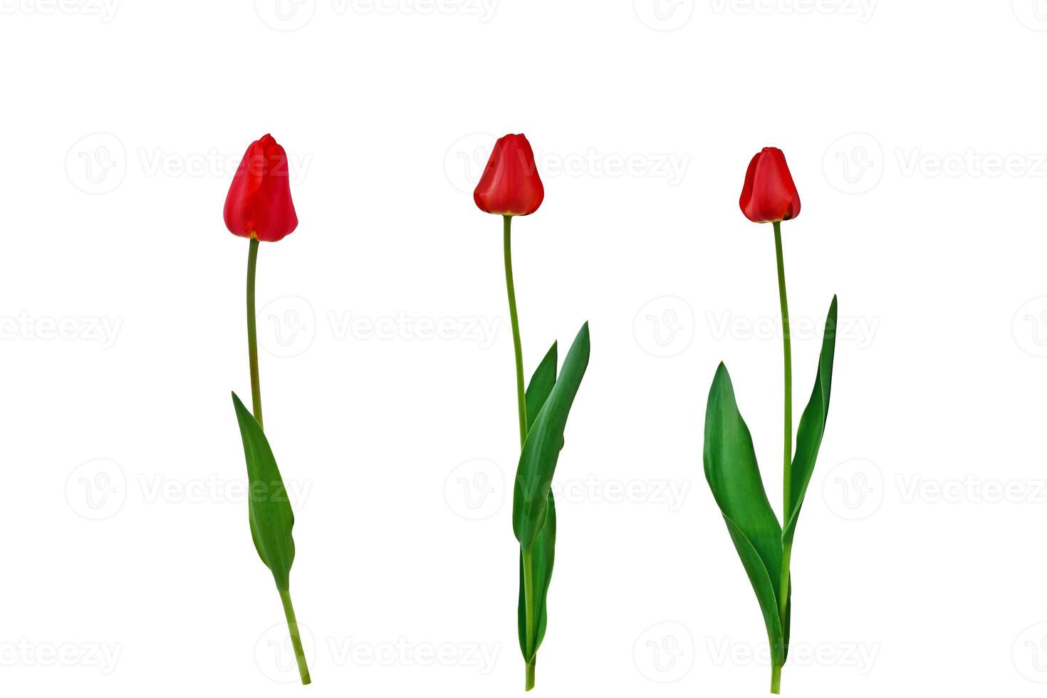 three red tulips isolated on white background. set of flowers for design. clipart for further work. photo