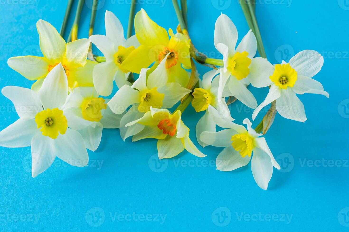 White and yellow daffodils on a blue background. Flower with orange center. Spring flowers. A simple daffodil bud. Narcissus bouquet. photo