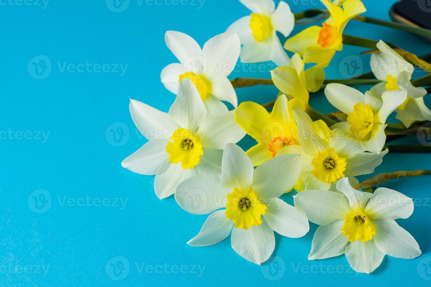White and yellow daffodils on a blue background. Flower with orange center. Spring flowers. A simple daffodil bud. Narcissus bouquet. photo