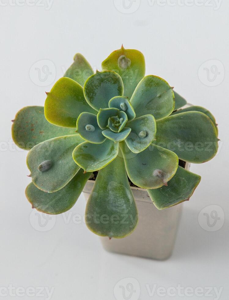 echeveria gotas de lluvia planta suculento. pequeño verde flor en blanco antecedentes. foto