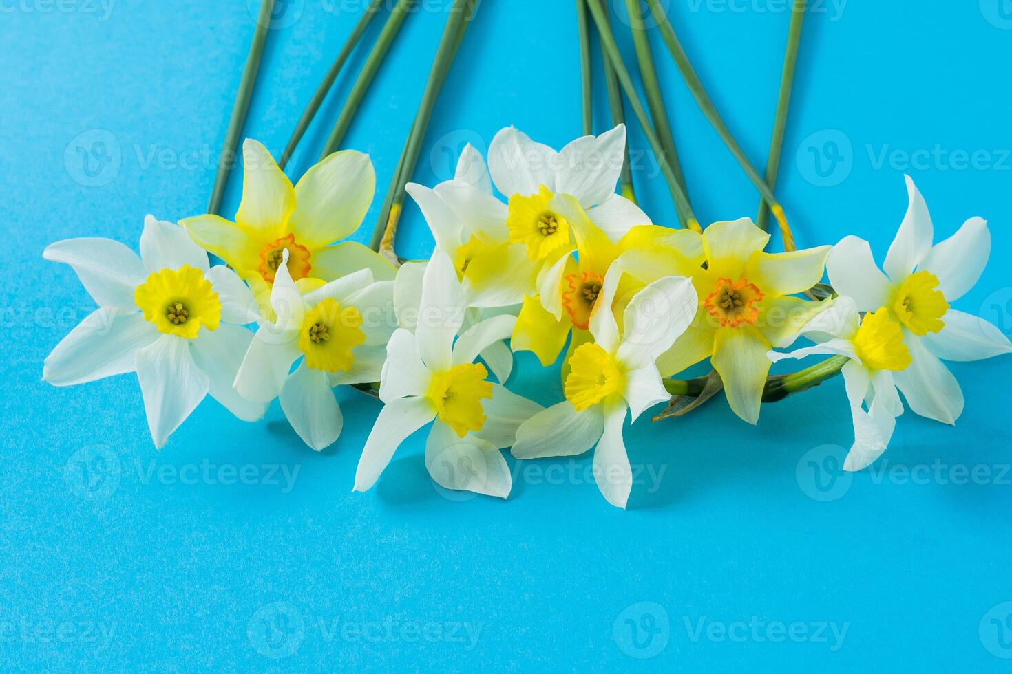 White and yellow daffodils on a blue background. Flower with orange center. Spring flowers. A simple daffodil bud. Narcissus bouquet. photo