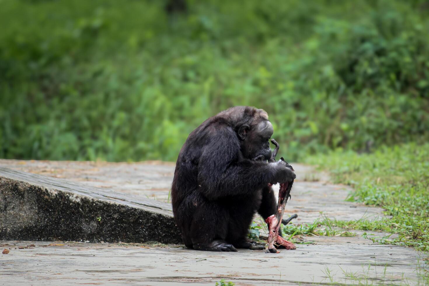 India's oldest chimpanzee, Rita, killed a bat and began eating it inside a zoo photo