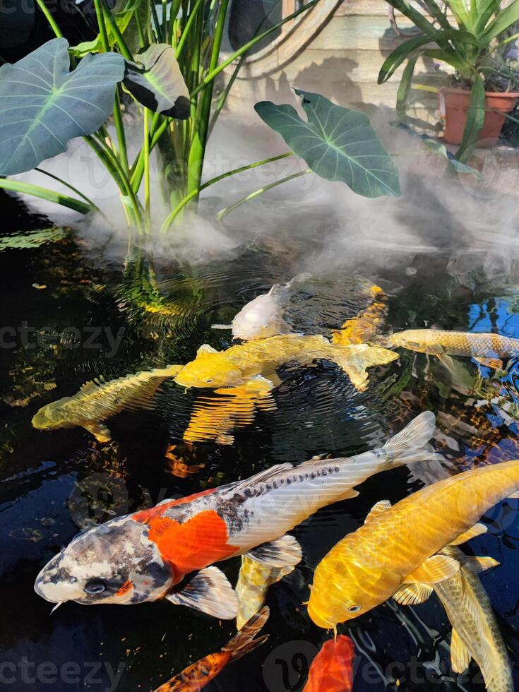 Japan Koi fish or Fancy Carp swimming in a pond. Popular pets for relaxation and feng shui meaning. Popular pets among people. People love to raise it for good fortune or zen. photo