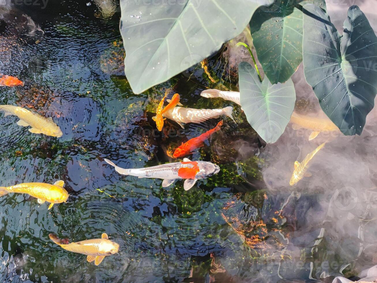 Japan Koi fish or Fancy Carp swimming in a pond. Popular pets for relaxation and feng shui meaning. Popular pets among people. People love to raise it for good fortune or zen. photo