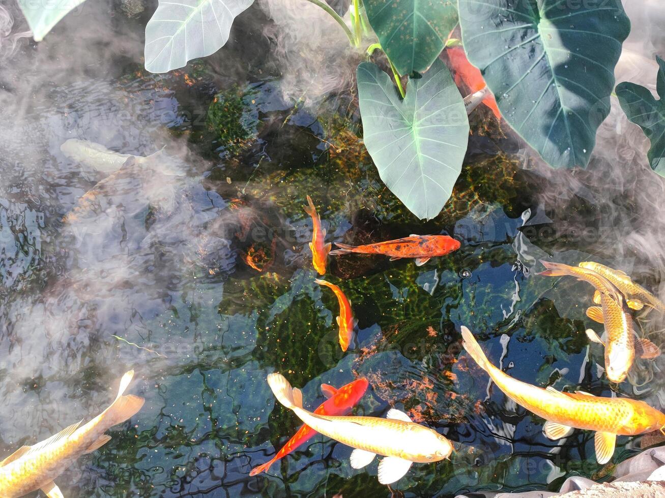 Japan Koi fish or Fancy Carp swimming in a pond. Popular pets for relaxation and feng shui meaning. Popular pets among people. People love to raise it for good fortune or zen. photo