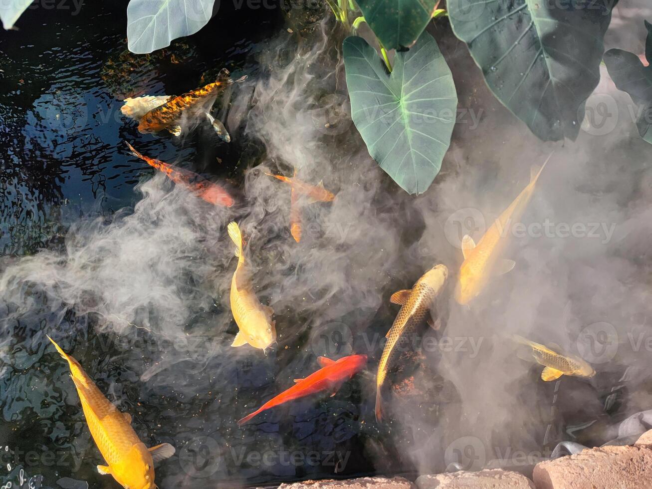 Japan Koi fish or Fancy Carp swimming in a pond. Popular pets for relaxation and feng shui meaning. Popular pets among people. People love to raise it for good fortune or zen. photo