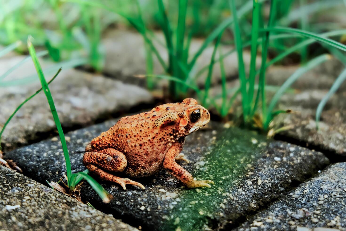 close up of a frog sitting among the grass photo