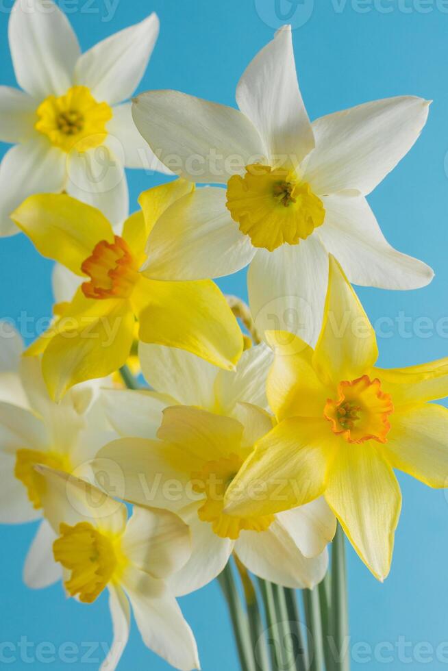 White and yellow daffodils on a blue background. Flower with orange center. Spring flowers. A simple daffodil bud. Narcissus bouquet. photo
