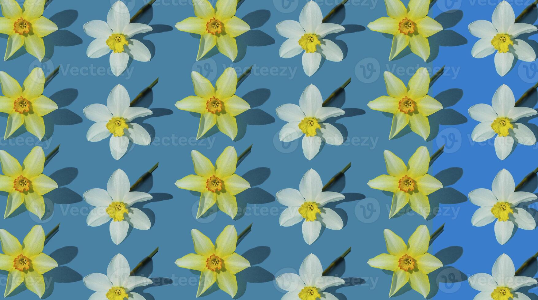 Flowers yellow narcissus background. White and yellow daffodil. Floral concept. photo