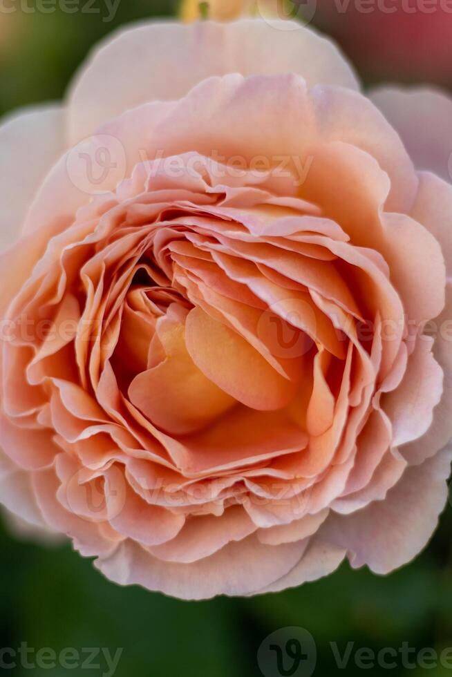 Blooming rose bud. Summer flower close-up. Floral background. Nature in the flowerbed. Gardening. Rose petals in the garden. photo