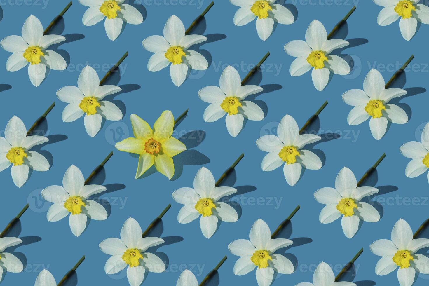 Flowers yellow narcissus background. White and yellow daffodil. Floral concept. photo