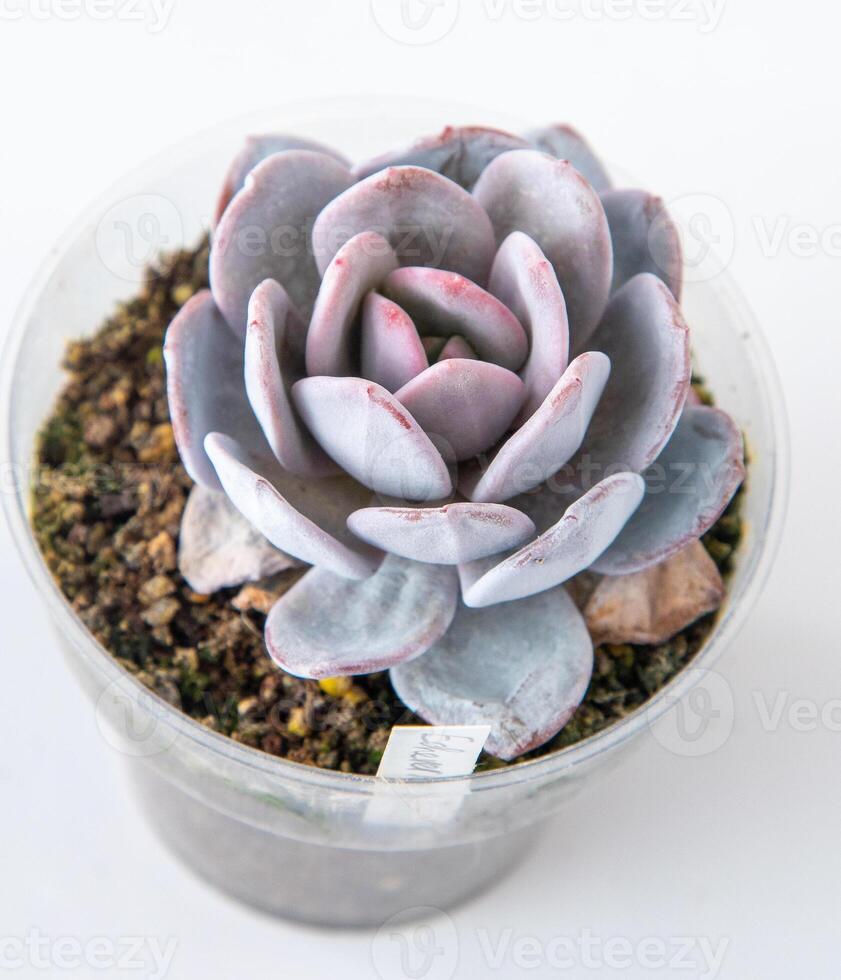 Echeveria Dusty rose plant succulent in pot. Green little flower on white background. photo