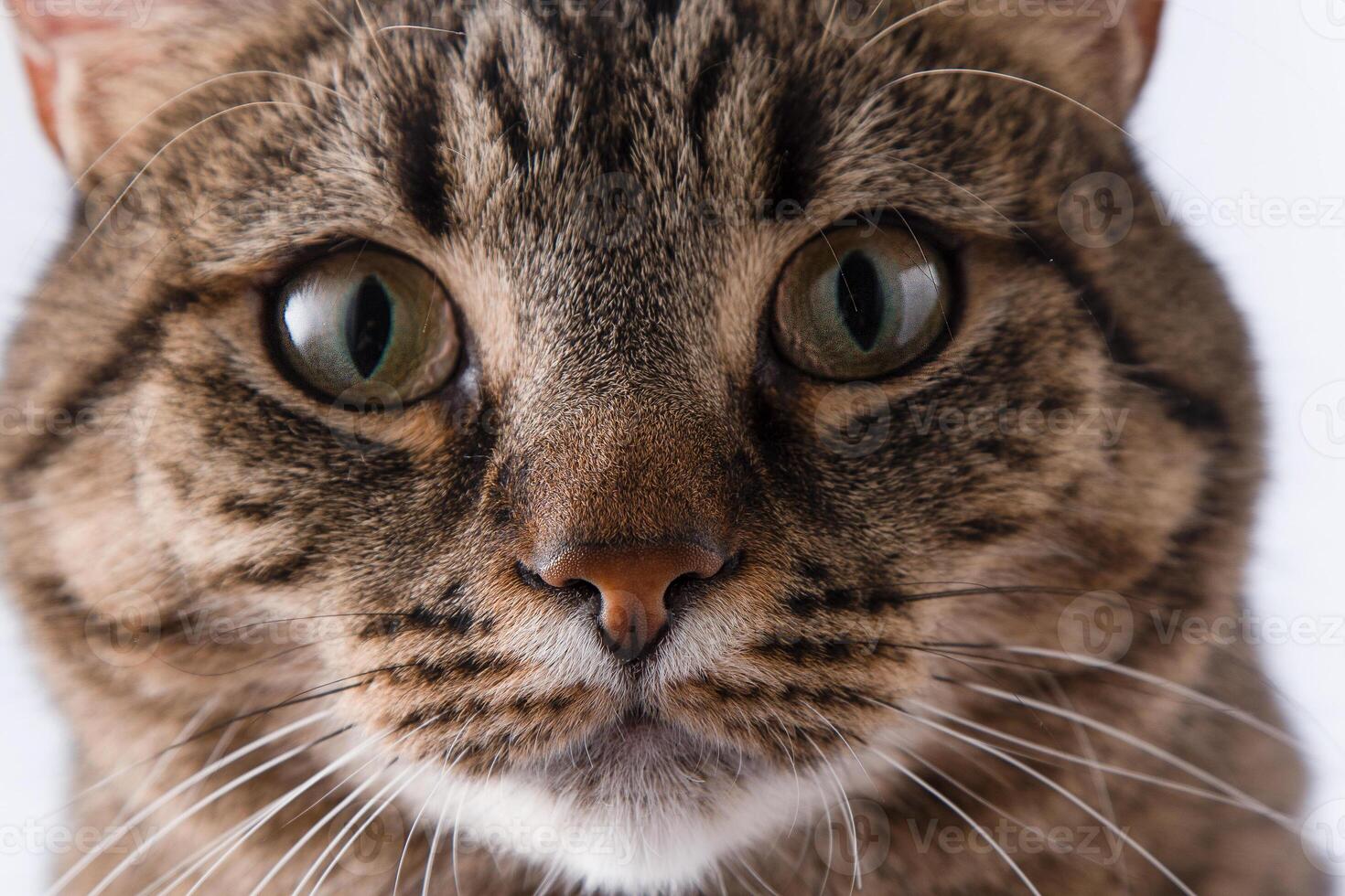 Close-up portrait of a cat. A cat of a European breed looks into the frame. Brown gray striped fluffy. Pet photo