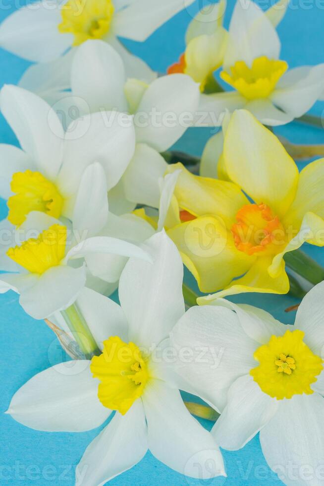 White and yellow daffodils on a blue background. Flower with orange center. Spring flowers. A simple daffodil bud. Narcissus bouquet. photo