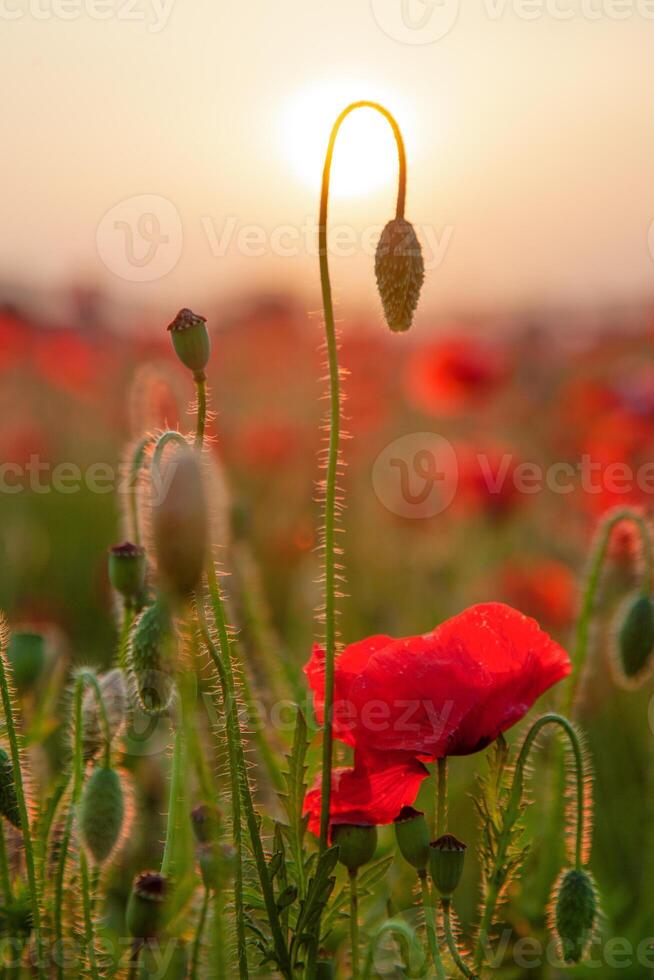 Field of poppies. Nature summer wild flowers. Red flower poppies plant. Buds of wildflowers. Poppy blossom background. Floral botanical freedom mood. Leaf and bush photo