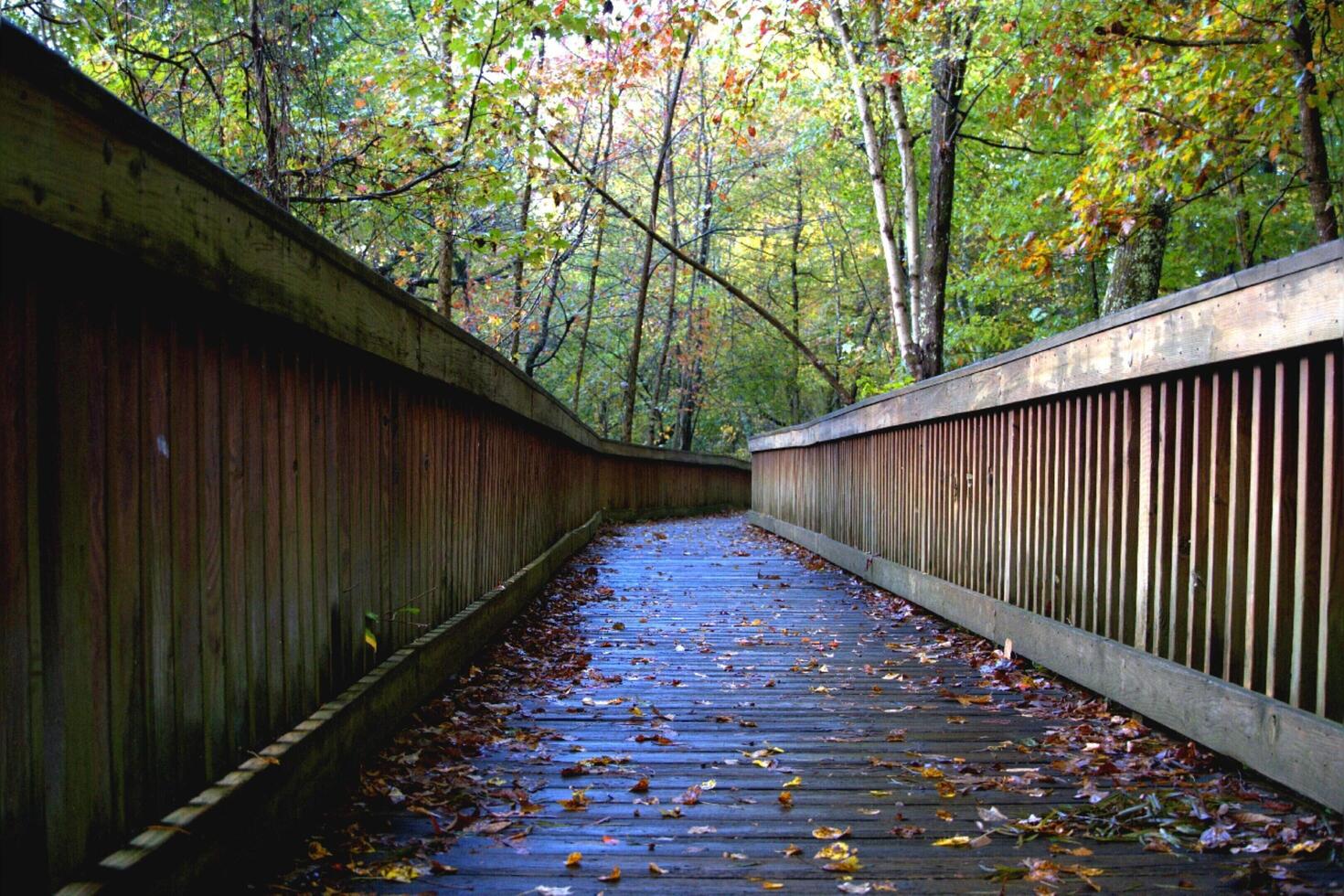 Leaf on Trail photo