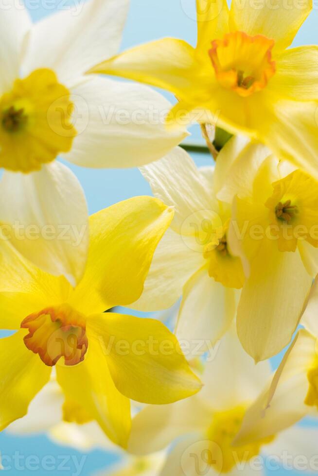 White and yellow daffodils on a blue background. Flower with orange center. Spring flowers. A simple daffodil bud. Narcissus bouquet. photo
