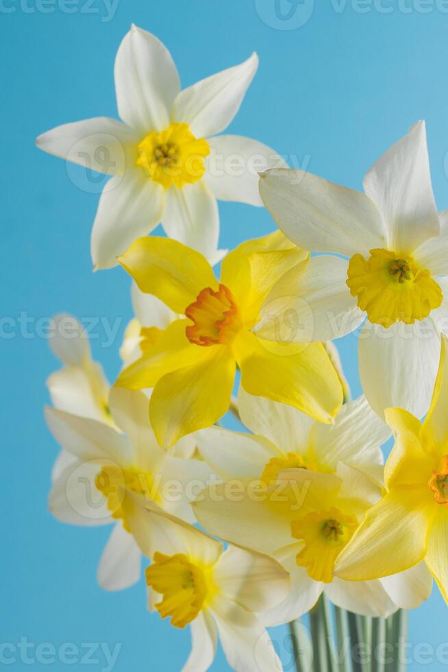 White and yellow daffodils on a blue background. Flower with orange center. Spring flowers. A simple daffodil bud. Narcissus bouquet. photo