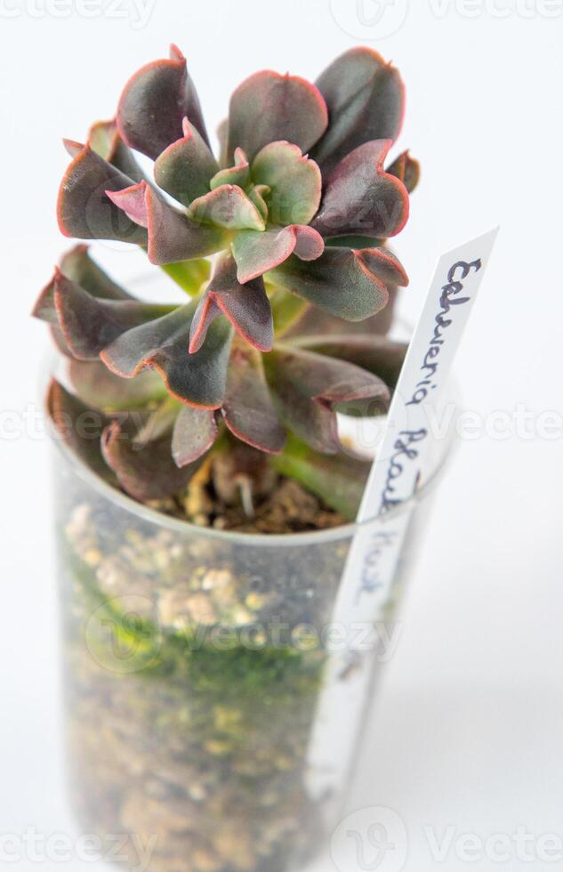 Echeveria Black Hawk succulent in pot. Green little flower on white background. photo