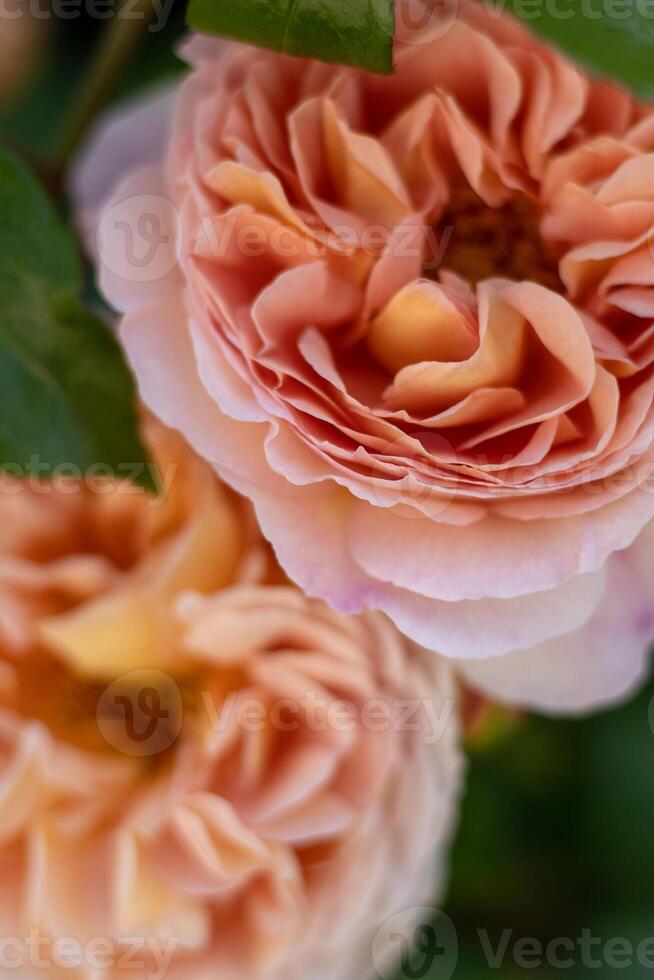 floreciente Rosa brote. verano flor de cerca. floral antecedentes. naturaleza en el cama de flores. jardinería. Rosa pétalos en el jardín. foto