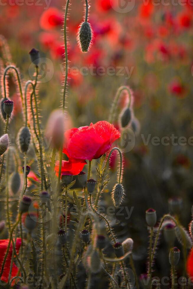 Field of poppies. Nature summer wild flowers. Red flower poppies plant. Buds of wildflowers. Poppy blossom background. Floral botanical freedom mood. Leaf and bush photo