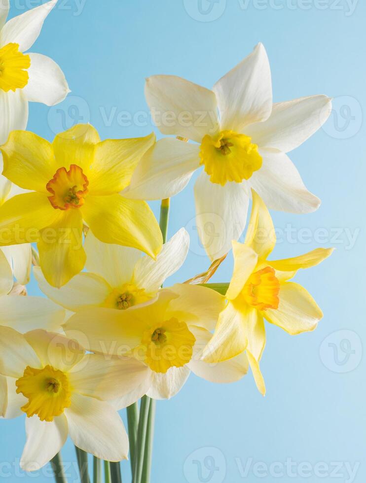 White and yellow daffodils on a blue background. Flower with orange center. Spring flowers. A simple daffodil bud. Narcissus bouquet. photo