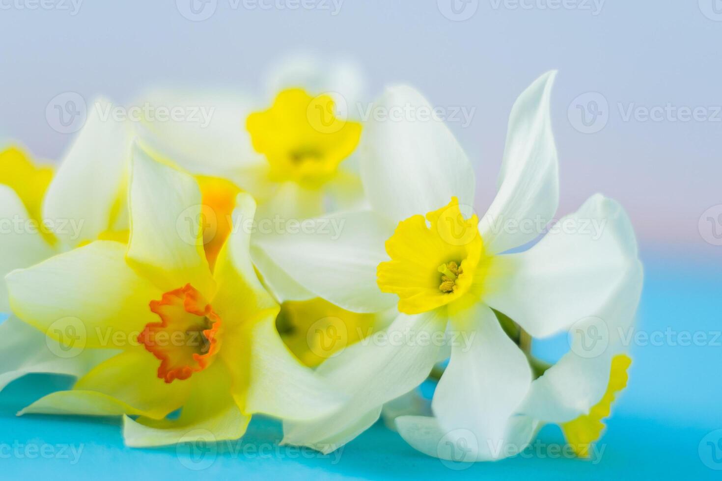 White and yellow daffodils on a blue background. Flower with orange center. Spring flowers. A simple daffodil bud. Narcissus bouquet. photo