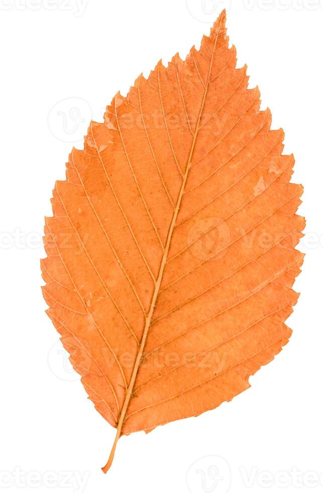 Dried alder leaf isolated on white background. photo