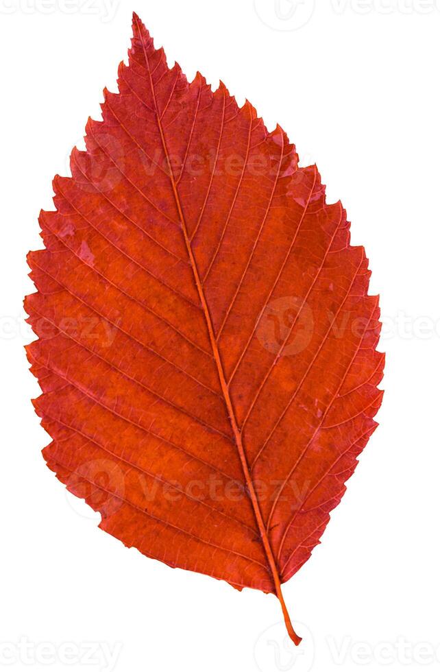 Dried alder leaf isolated on white background. photo