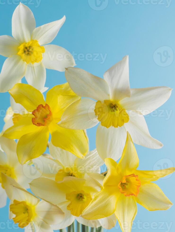 White and yellow daffodils on a blue background. Flower with orange center. Spring flowers. A simple daffodil bud. Narcissus bouquet. photo