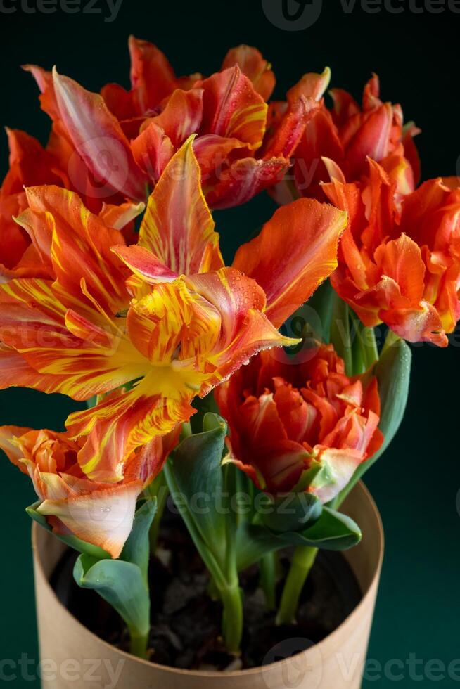 Bouquet of tulips. Flower delivery. Green background . Tulip photo
