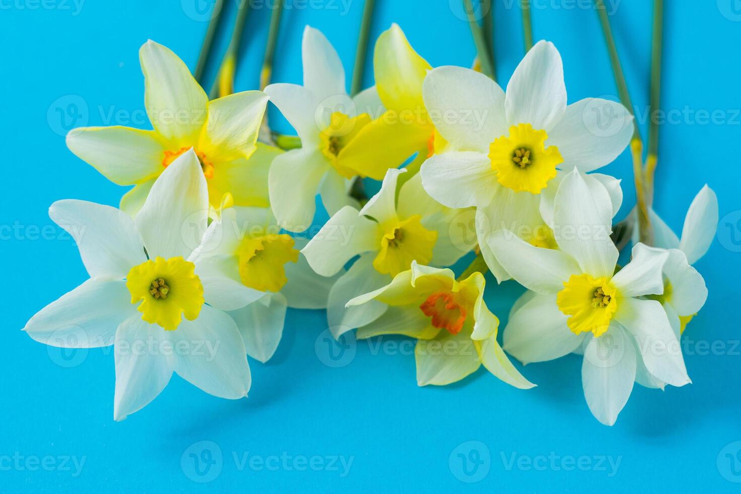 White and yellow daffodils on a blue background. Flower with orange center. Spring flowers. A simple daffodil bud. Narcissus bouquet. photo