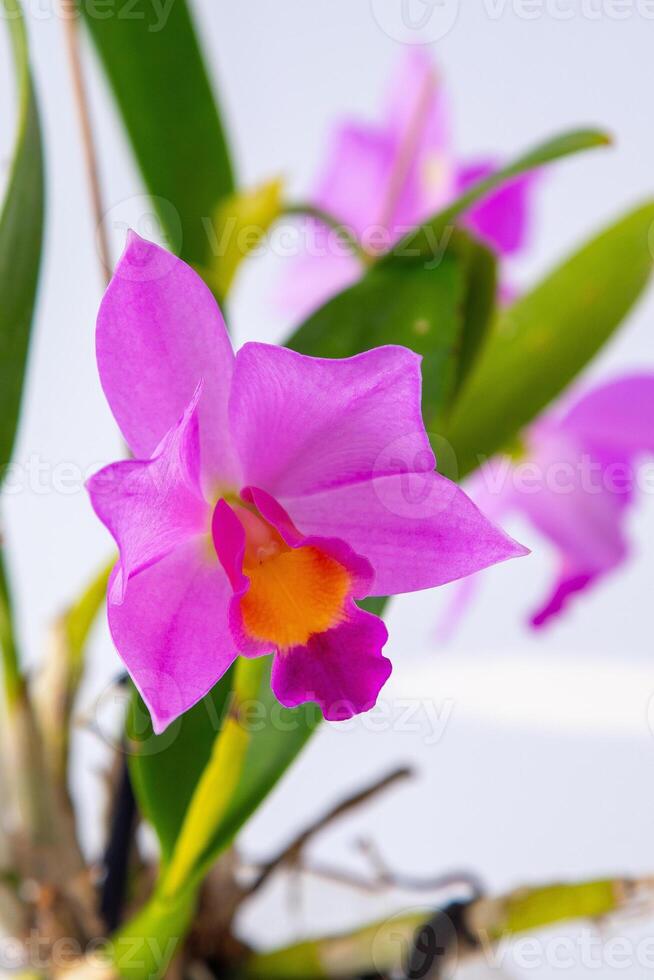 Orchid Cattleya home flower. Large pink purple buds. Flowering of a rare variety of orchids. photo